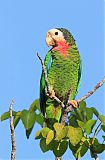 Cuban Parrotborder=